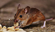 24 Hour & Emergency Exterminators in Lehigh Acres, FL